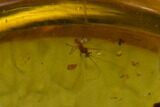 Fossil Beetle (Coleoptera) & Earwig (Dermaptera) In Amber - Myanmar #131925-1